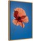 Poppy Flower on Blue by Michele Niles Danita Delimont 16-in. W x 23-in. H. Canvas Wall Art Print Framed in Natural